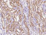 eIF3g Antibody in Immunohistochemistry (Paraffin) (IHC (P))