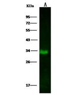 eIF3g Antibody in Western Blot (WB)