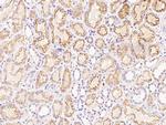 FNDC5 Antibody in Immunohistochemistry (Paraffin) (IHC (P))