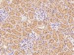 FNDC5 Antibody in Immunohistochemistry (Paraffin) (IHC (P))