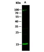 CCL21 Polyclonal Antibody