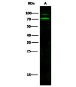CD166 Antibody in Western Blot (WB)