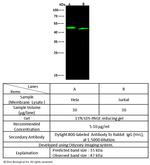 CD47 Polyclonal Antibody