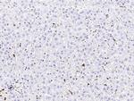 CD68 Antibody in Immunohistochemistry (Paraffin) (IHC (P))