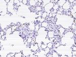 CD68 Antibody in Immunohistochemistry (Paraffin) (IHC (P))