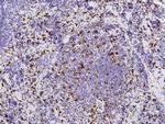 CD68 Polyclonal Antibody