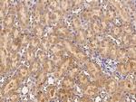 CDH8 Polyclonal Antibody
