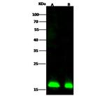 COPZ1 Polyclonal Antibody