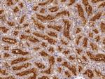 Folate Receptor alpha Polyclonal Antibody