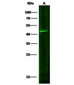 IL20RB Polyclonal Antibody