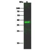 LAIR1 Polyclonal Antibody