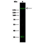 LIFR Polyclonal Antibody