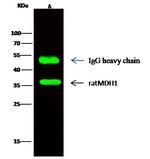 MDH1 Antibody in Immunoprecipitation (IP)