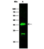 MDH1 Polyclonal Antibody