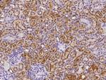 NPC2 Antibody in Immunohistochemistry (Paraffin) (IHC (P))