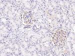 SIRP alpha Antibody in Immunohistochemistry (Paraffin) (IHC (P))