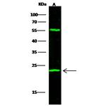UCHL3 Polyclonal Antibody