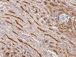 CD13 Antibody in Immunohistochemistry (Paraffin) (IHC (P))