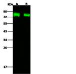 Influenza A H5N1 HA (A/turkey/Turkey/1/2005) Antibody in Western Blot (WB)
