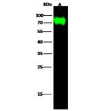 Influenza A H9N2 HA Polyclonal Antibody