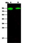 Influenza A H1N1 HA (A/New Caledonia/20/99) Polyclonal Antibody