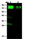 Influenza A H5N1 HA (A/Hong Kong/483/97) Polyclonal Antibody