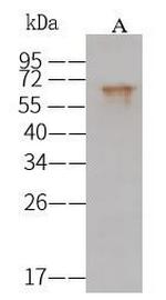 Influenza A H16N3 HA Polyclonal Antibody