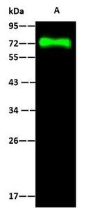 Influenza A H16N3 HA Polyclonal Antibody
