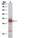 Influenza A H1N1 M1 (A/Puerto Rico/8/34/Mount Sinai) Polyclonal Antibody