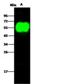 Influenza H9N2 HA1 (A/Chicken/Hong Kong/G9/97) Polyclonal Antibody
