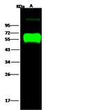 Influenza H14N5 HA1 (A/mallard/Astrakhan/263/1982) Polyclonal Antibody