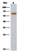 Influenza A H3N2 NP (A/Hong Kong/1/1968) Polyclonal Antibody