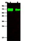 Influenza A H4N6 NA (A/mallard/Ohio/657/2002) Antibody in Western Blot (WB)