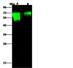 Influenza H18N11 HA1 (A/flat-faced bat/Peru/033/2010) Antibody in Western Blot (WB)
