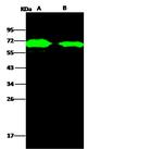 AcmNPV gp64 Polyclonal Antibody