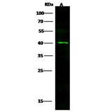 Ebola Virus VP40 (subtype Zaire, strain H.sapiens-wt/GIN/2014/Kissidougou-C15) Polyclonal Antibody