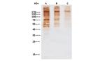 MERS Coronavirus Spike Protein Antibody in Western Blot (WB)