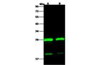 HIV1 p24 (group M, subtype D, strain NDK) Polyclonal Antibody