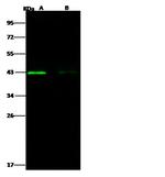 West Nile Virus Envelope (lineage 1, strain NY99) Polyclonal Antibody