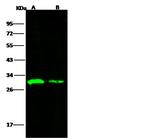 RVF Virus (TAN/Dod-002/07) Polyclonal Antibody