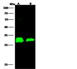 Ebola Virus VP24 (subtype Bundibugyo, strain Uganda 2007) Antibody in Western Blot (WB)