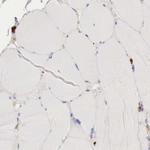 G6PD Antibody in Immunohistochemistry (Paraffin) (IHC (P))