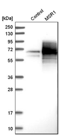 CD204 Antibody in Western Blot (WB)