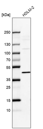 IL13RA1 Antibody in Western Blot (WB)