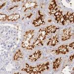 XPNPEP2 Antibody in Immunohistochemistry (Paraffin) (IHC (P))