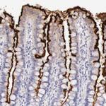 XPNPEP2 Antibody in Immunohistochemistry (Paraffin) (IHC (P))