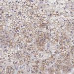 SLITRK4 Antibody in Immunohistochemistry (Paraffin) (IHC (P))