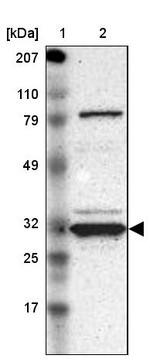 GNPDA1 Antibody in Western Blot (WB)