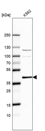 CrkL Antibody in Western Blot (WB)
