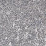 SOX11 Polyclonal Antibody